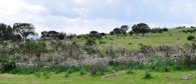 Jardin de Tropicana : Maroc /Casablanca - Page 6 00516