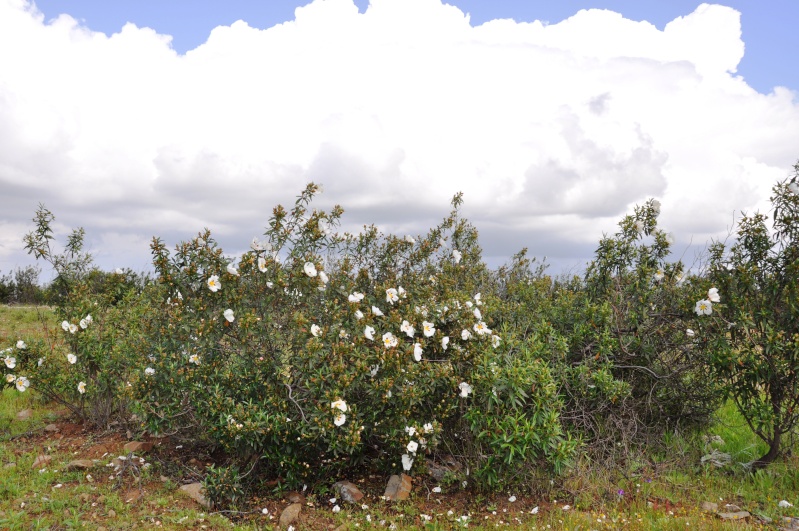 Jardin de Tropicana : Maroc /Casablanca - Page 6 00716