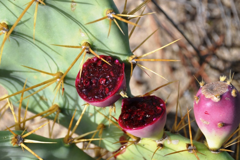 Opuntias en milieu naturel  dans la région d'Algarve (sud du Portugal) 00913