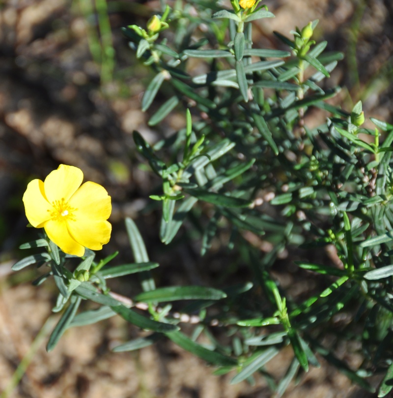 Al-Andalus (Andalousie - Algarve - Alentejo),  faune,  flore, paysages, maisons  et jardins fleuris - Page 3 01317