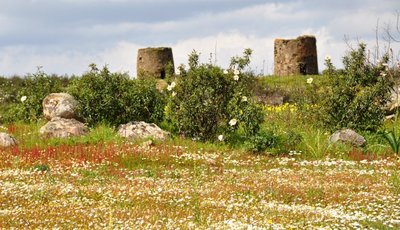 Jardin de Tropicana : Maroc /Casablanca - Page 6 01516