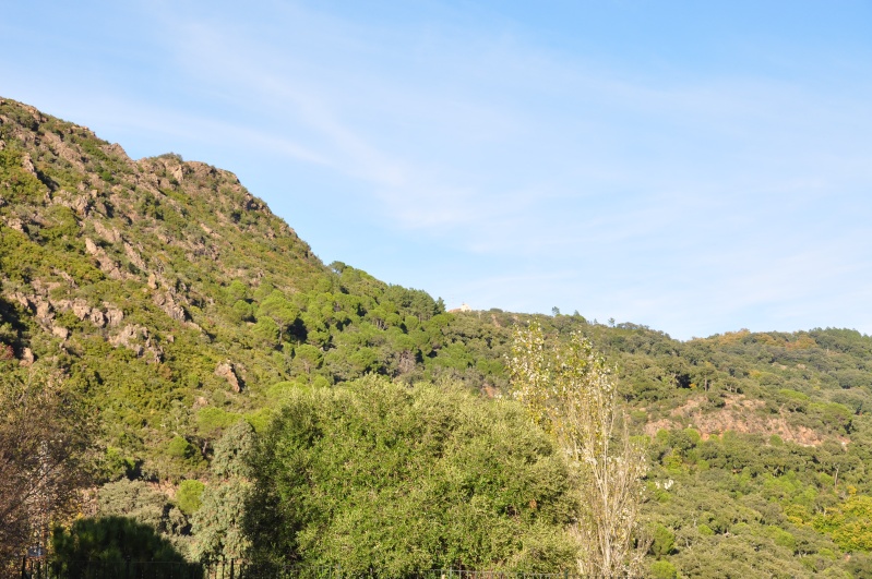 Al-Andalus (Andalousie - Algarve - Alentejo), faune, flore, paysages, maisons et jardins fleuris - Page 2 01611