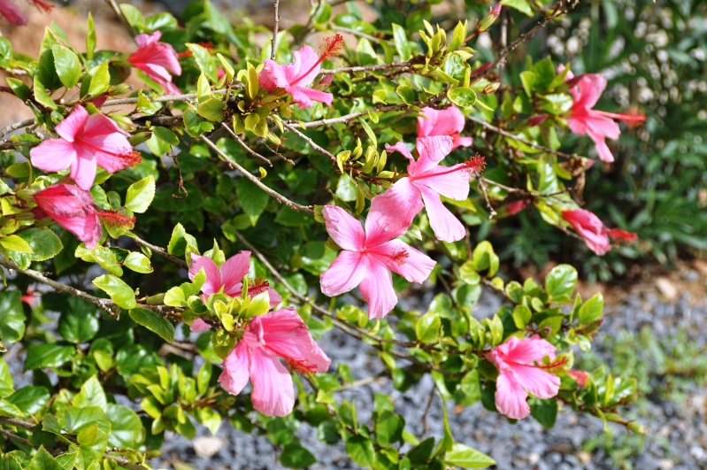 Al-Andalus (Andalousie - Algarve - Alentejo),  faune,  flore, paysages, maisons  et jardins fleuris - Page 2 01612