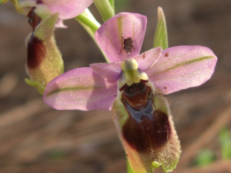 Ophrys tenthredinifera - ophrys guêpe Orquid11