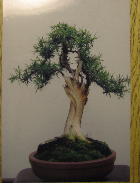 Juniperus Communis, shohin 2007_j10