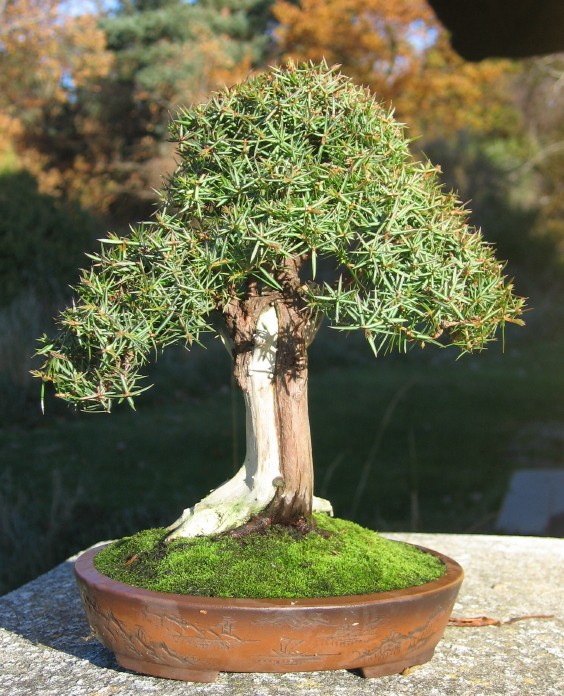 Juniperus Communis, shohin 456_1_10