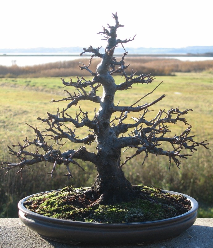Ficus in The cold north ( Denmark) Mirabe10