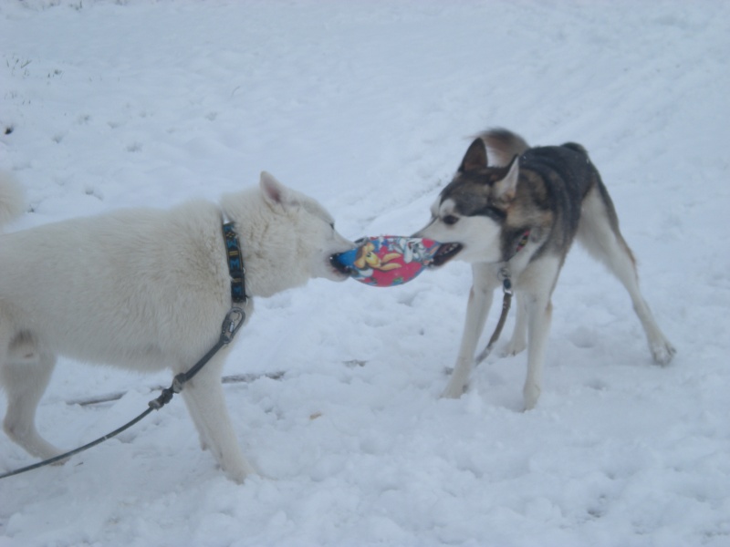 Deïko et Eÿden dans la neige  Photo_14