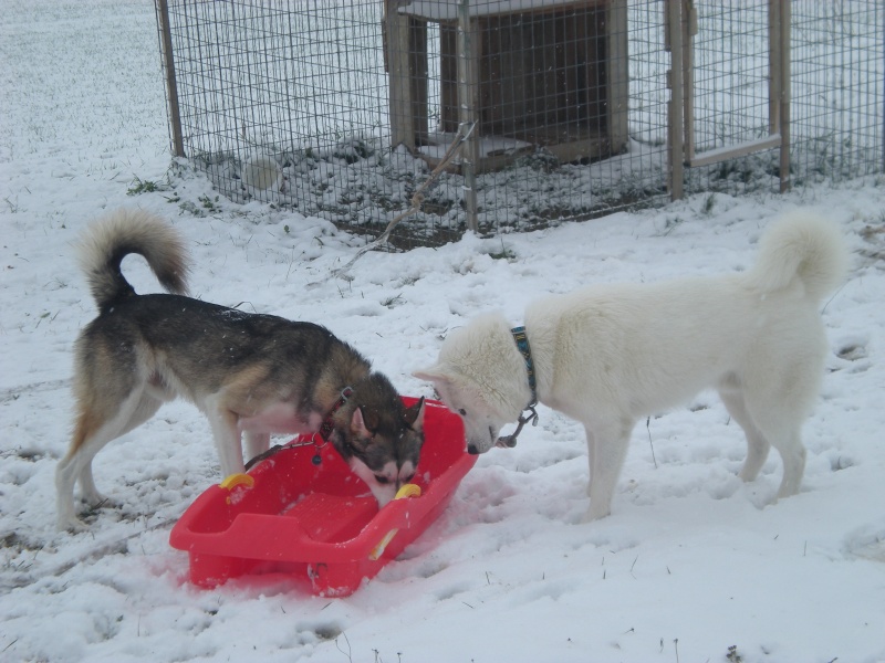 Deïko et Eÿden dans la neige  Photo_19