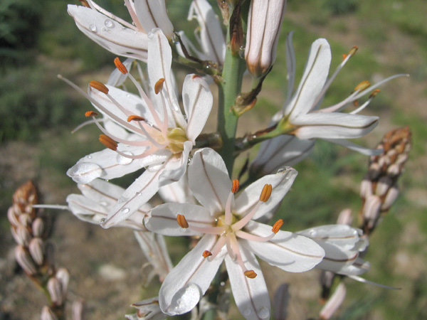 bulbine  Copie-66