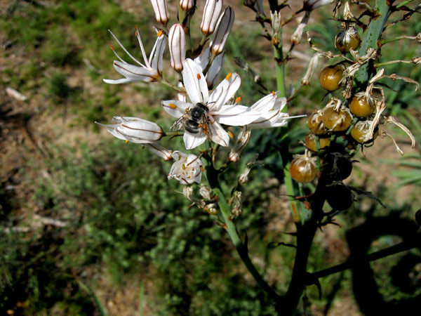 bulbine  Copie-68