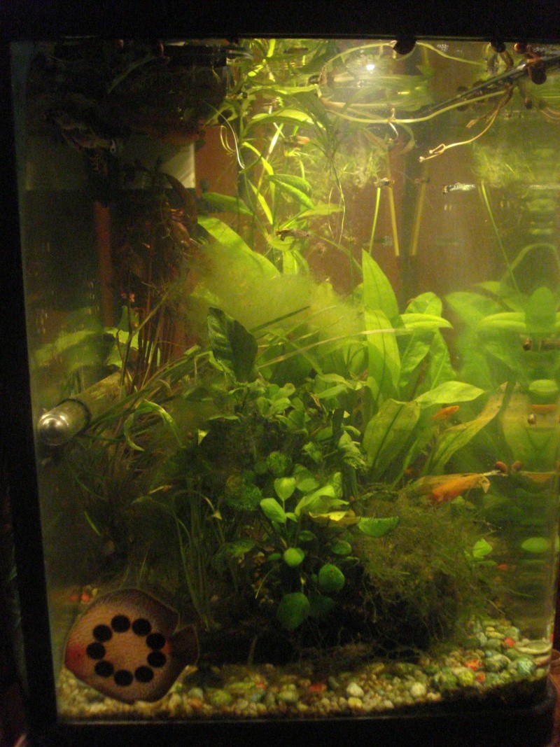 Présentation de mon aquarium de 70 litres Dsc07210