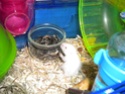 Bébés hamsters surprises... help ! - Page 2 Dscn2715