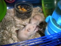 Bébés hamsters surprises... help ! - Page 2 Dscn2810