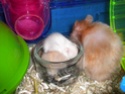 Bébés hamsters surprises... help ! - Page 2 Dscn2813