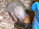 Bébés hamsters surprises... help ! - Page 2 Rscn2711
