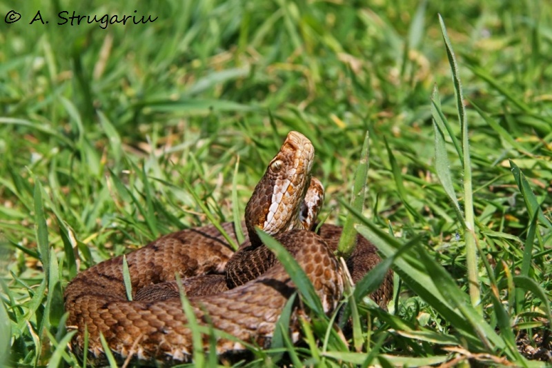2010 Venomous Snakes in the Field (many, many photos) Aspis10