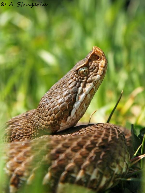 2010 Venomous Snakes in the Field (many, many photos) Aspis_10