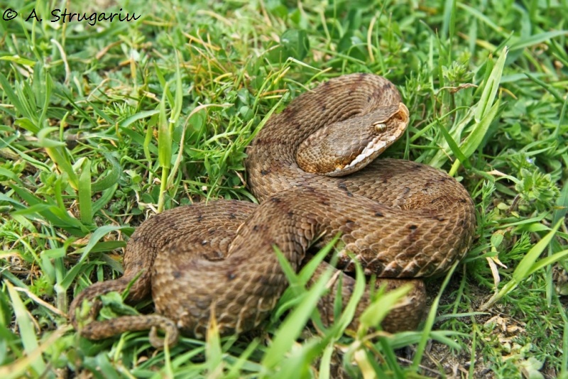 2010 Venomous Snakes in the Field (many, many photos) Aspis_12