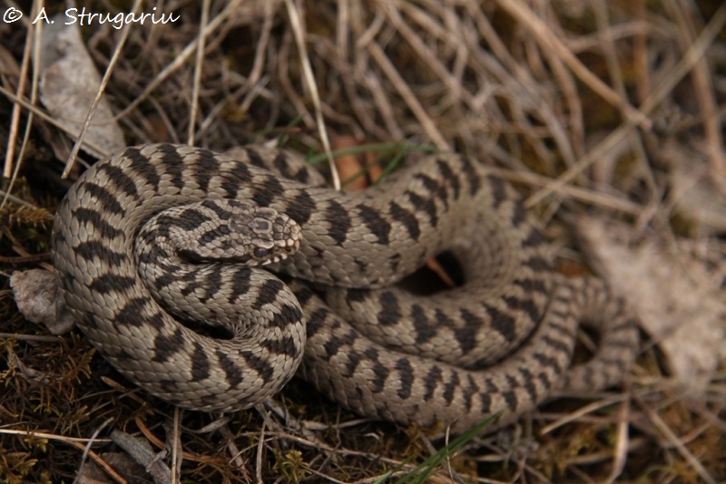 2010 Venomous Snakes in the Field (many, many photos) Berus_11