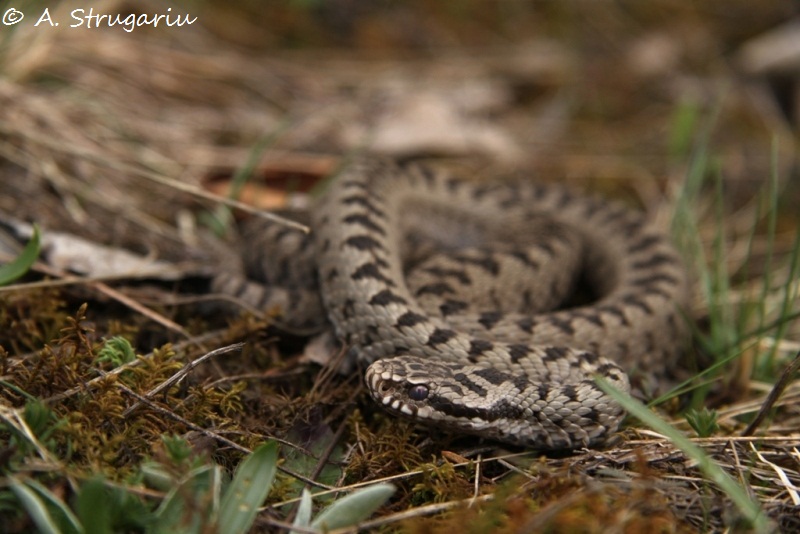 2010 Venomous Snakes in the Field (many, many photos) Berus_12
