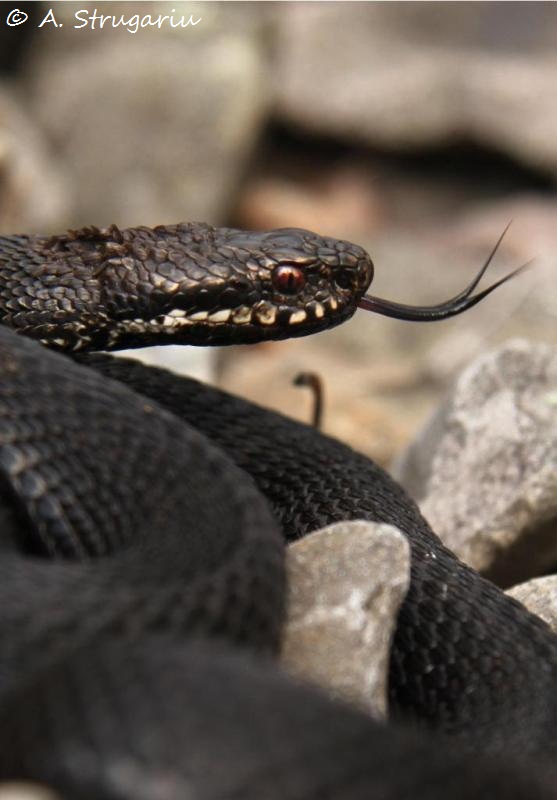 2010 Venomous Snakes in the Field (many, many photos) Berus_13