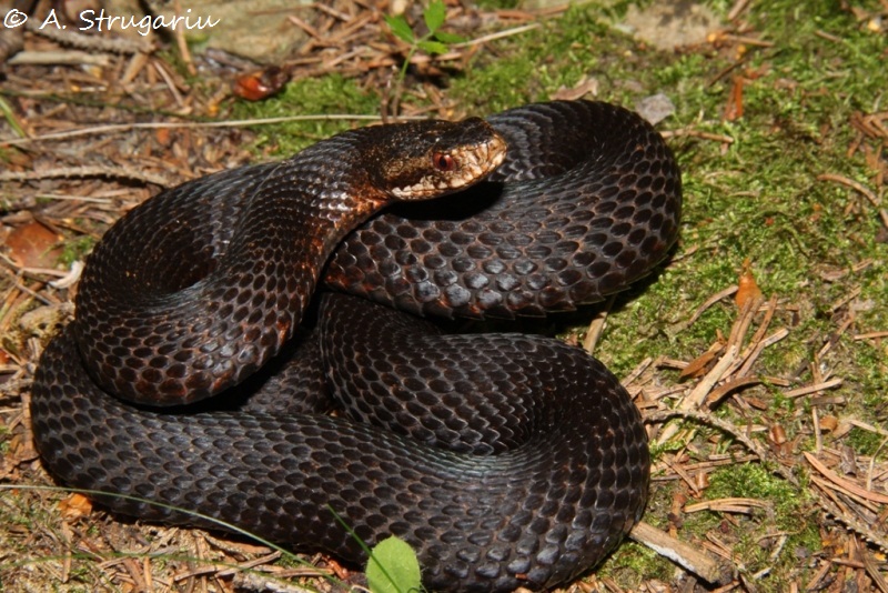 2010 Venomous Snakes in the Field (many, many photos) Berus_15