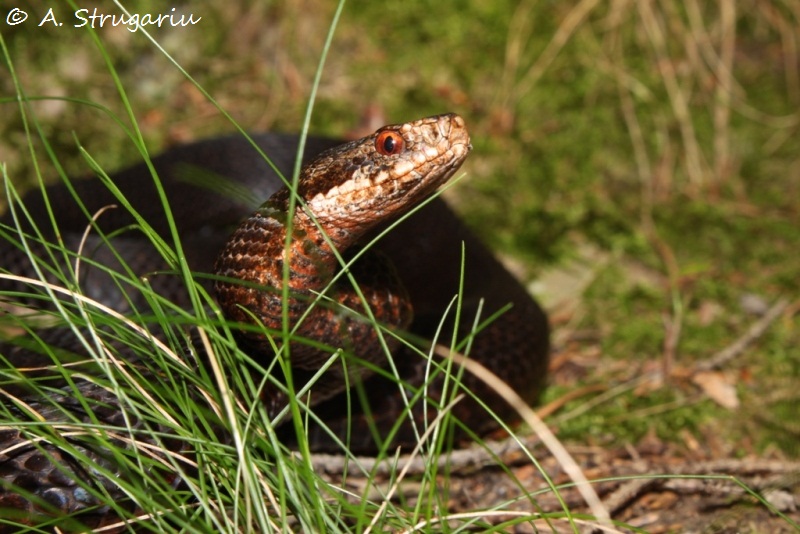 2010 Venomous Snakes in the Field (many, many photos) Berus_16