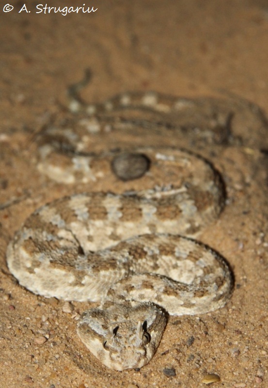 2010 Venomous Snakes in the Field (many, many photos) Cerast10