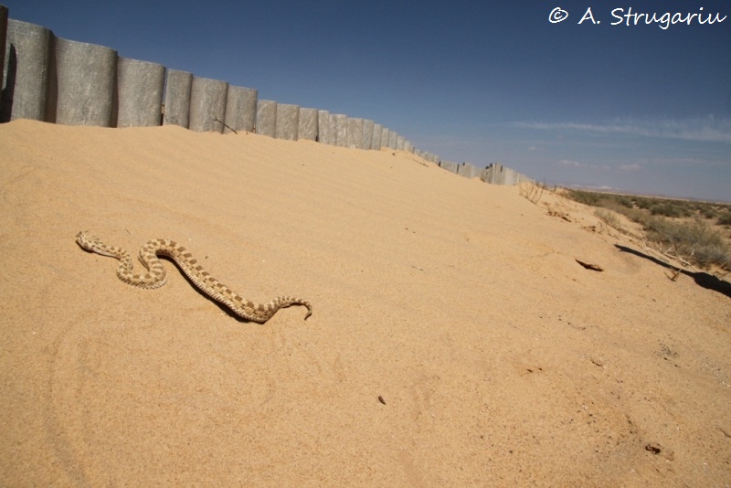 2010 Venomous Snakes in the Field (many, many photos) Cerast13