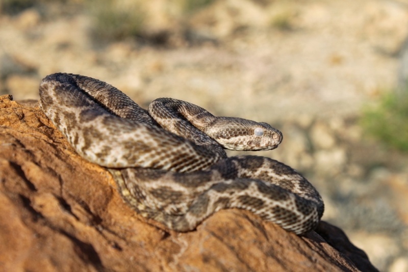 2010 Venomous Snakes in the Field (many, many photos) Daboia10