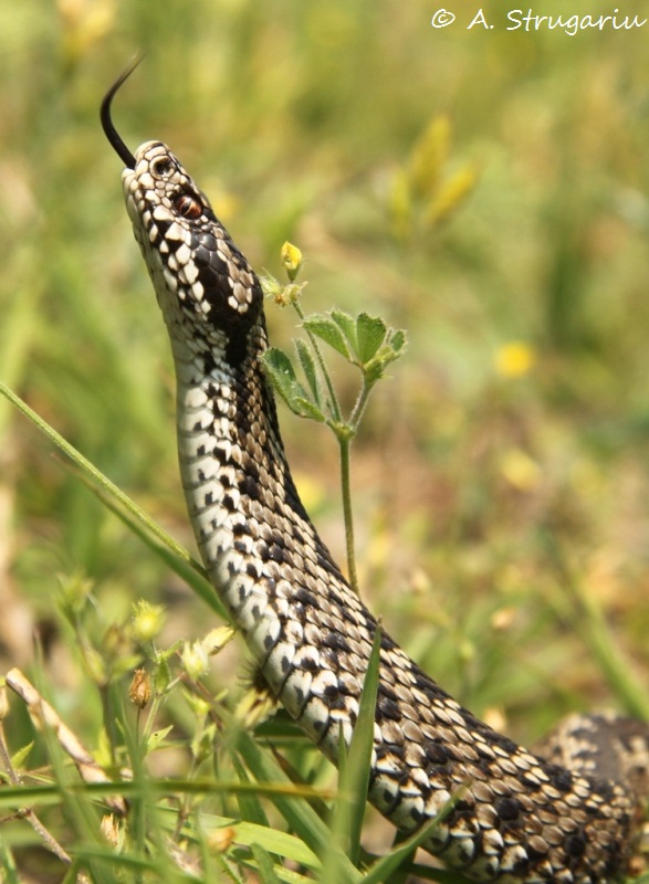2010 Venomous Snakes in the Field (many, many photos) Delta_10