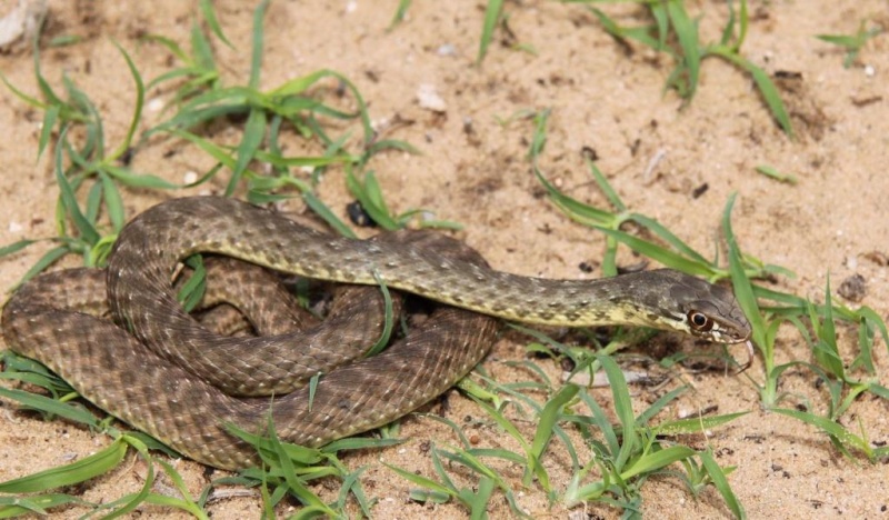2010 Venomous Snakes in the Field (many, many photos) Img_2410