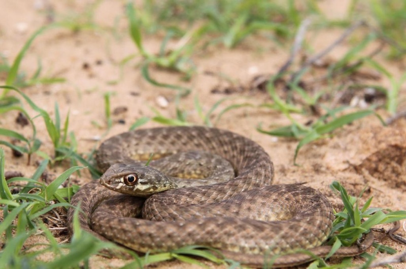 2010 Venomous Snakes in the Field (many, many photos) Img_2411