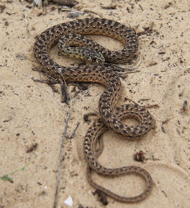 2010 Venomous Snakes in the Field (many, many photos) Img_2412