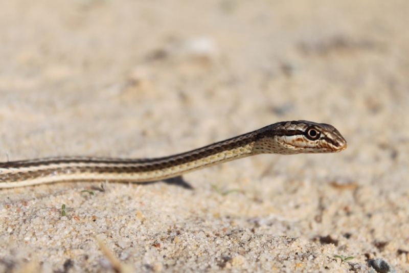 2010 Venomous Snakes in the Field (many, many photos) Img_3110