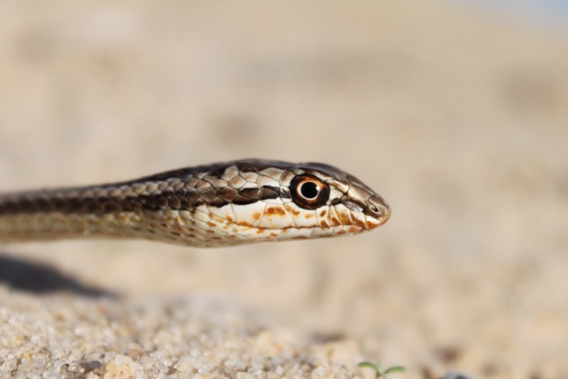 2010 Venomous Snakes in the Field (many, many photos) Img_3210