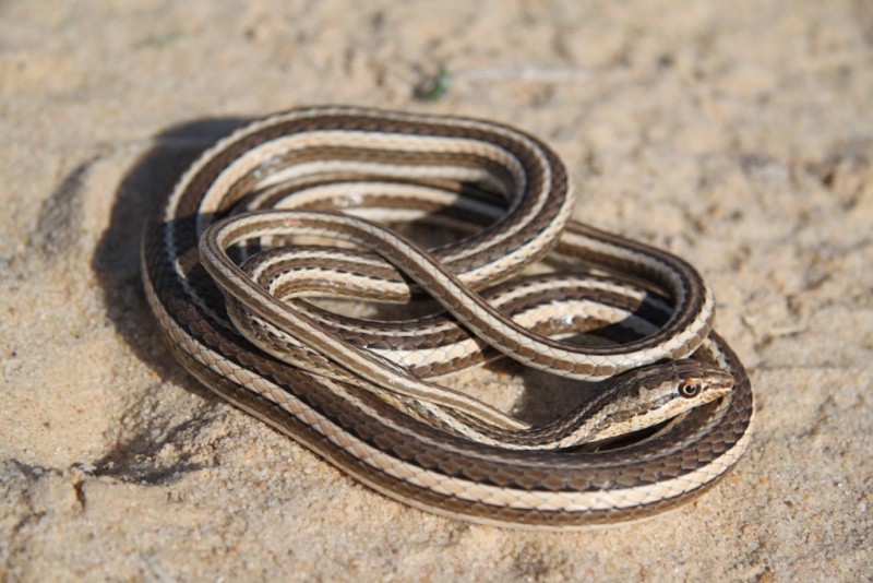 2010 Venomous Snakes in the Field (many, many photos) Img_3211