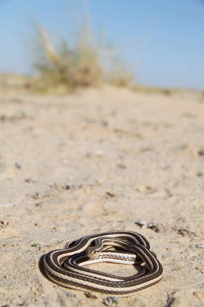 2010 Venomous Snakes in the Field (many, many photos) Img_3212