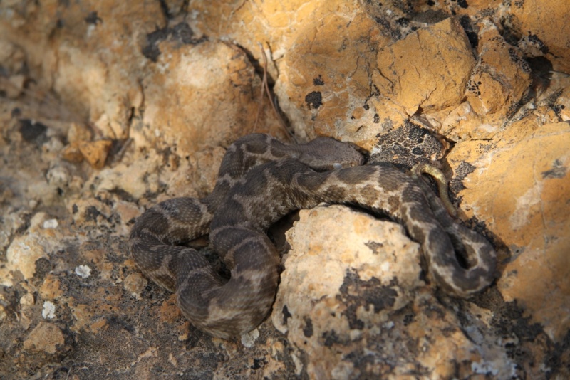 2010 Venomous Snakes in the Field (many, many photos) Img_3410