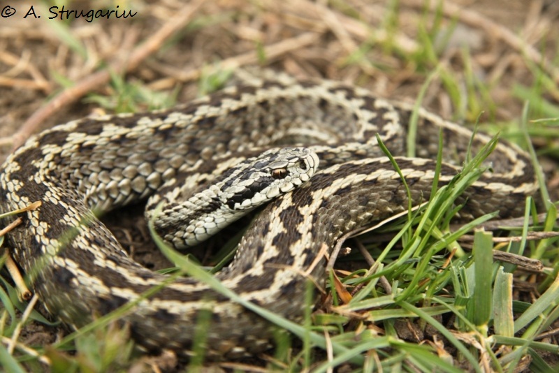 2010 Venomous Snakes in the Field (many, many photos) Moldav10