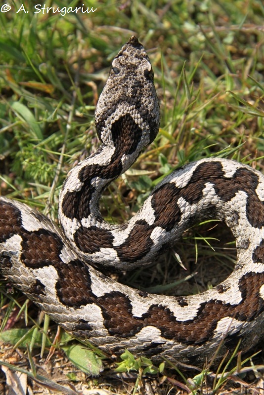2010 Venomous Snakes in the Field (many, many photos) Montan10