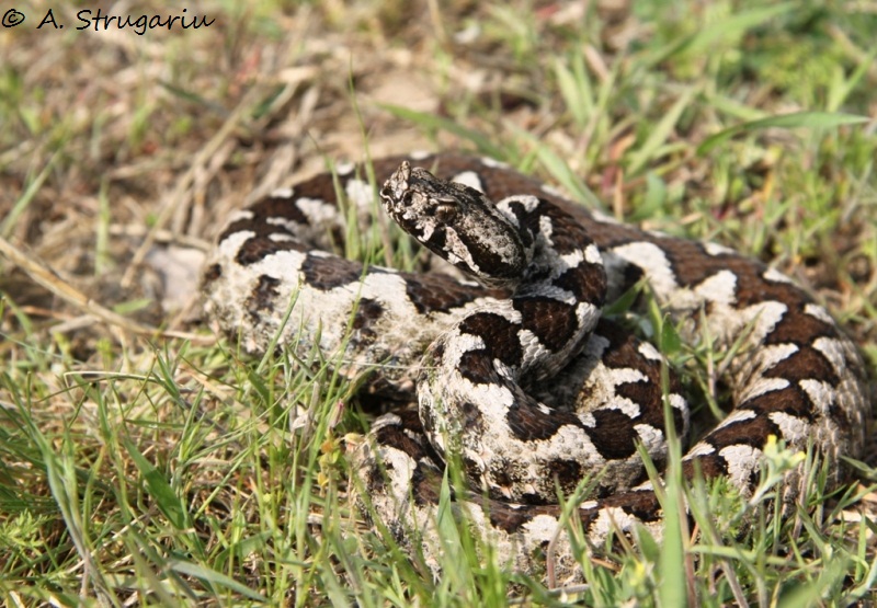 2010 Venomous Snakes in the Field (many, many photos) Montan11