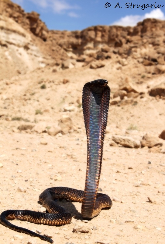 2010 Venomous Snakes in the Field (many, many photos) Naja_h11