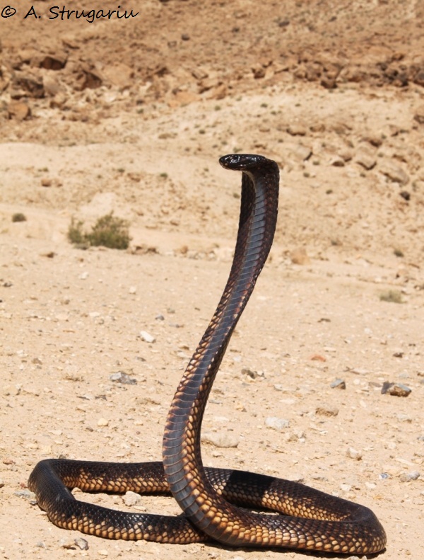 2010 Venomous Snakes in the Field (many, many photos) Naja_h12