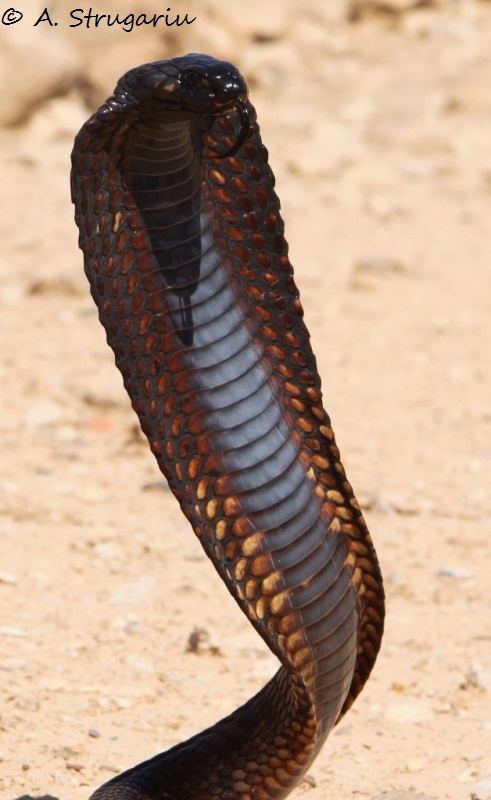 2010 Venomous Snakes in the Field (many, many photos) Naja_h13