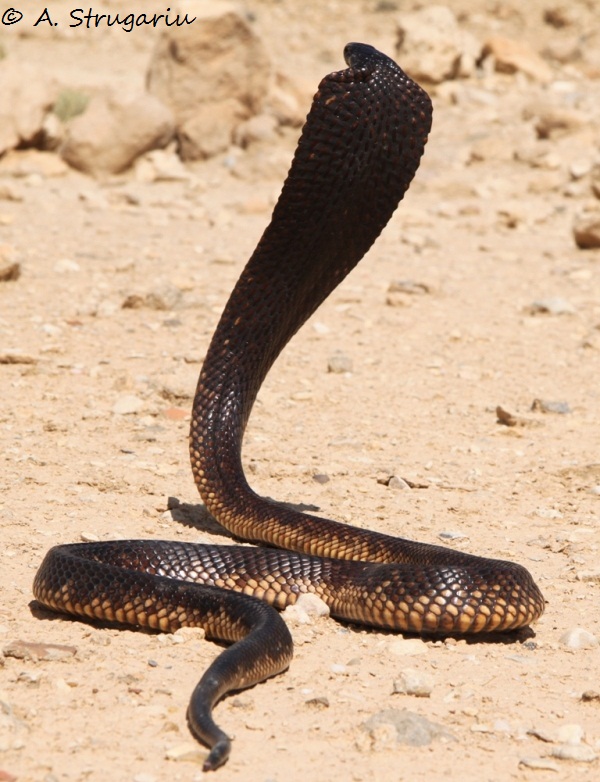 2010 Venomous Snakes in the Field (many, many photos) Naja_h14