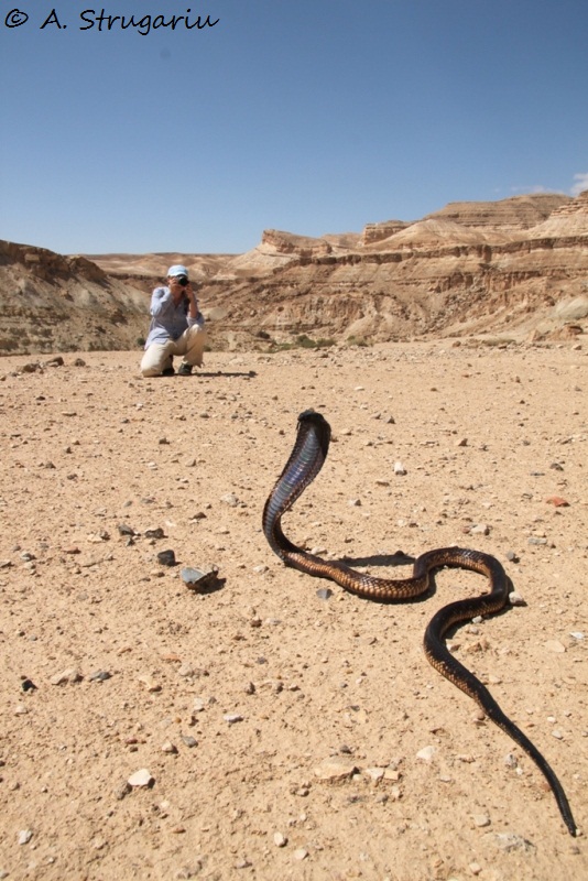 2010 Venomous Snakes in the Field (many, many photos) Naja_h15