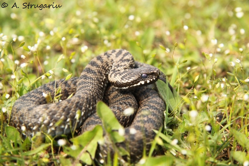 2010 Venomous Snakes in the Field (many, many photos) Niklsk10