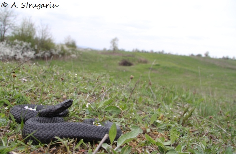 2010 Venomous Snakes in the Field (many, many photos) Nikols10